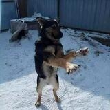 Помощь животным!! Добро!