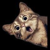 Стикеры_Telegram_Stickers