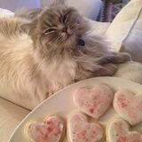Котик обормотик ^^