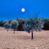 Pox Populi