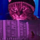 Геймдев и коты думеры