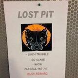 Pitbull Shill