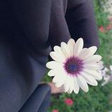 🌸💧عَفِيفـــٰات فيِ زمنٍ قَلّ فيِه الحيــٰاء