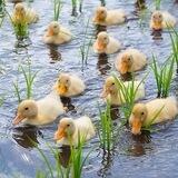DUCK RACE TOKEN