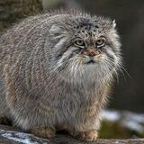 MANUL Blog