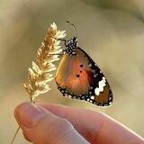 قلمٌ وروح 🌾