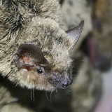 Центр реабилитации рукокрылых Московского зоопарка