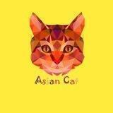 Asian Cat