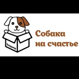 Собака на счастье/г. Владимир