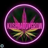 KushDaddy