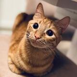 КотоАрхив «Вениамин»🧡