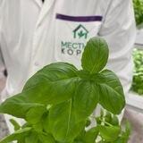 Местные корни | Local Roots