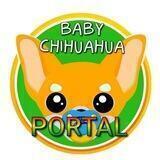 Baby Chihuahua | Portal