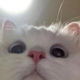 🐈 💭