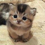 Jaemin