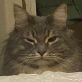 RichardTheCat
