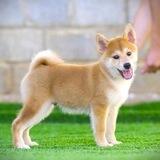 🐈🐕菲律宾宠物🐢🐠🐈🐕🦜