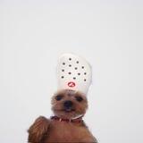 Dog wif Crocs $DWC
