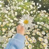 𝐂𝐡𝐚𝐦𝐨𝐦𝐢𝐥𝐞🌼