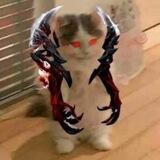 котики дота 2
