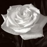 Die weiße Rose