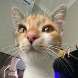 Котики (^・ω・^ )