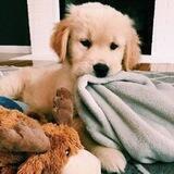 🐾﹕ ≻ ・Mundσ dσs Pεts