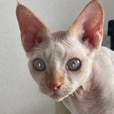 ЭМЭЙЗИНГ СЕРЖ 🫡