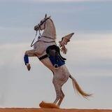 ↓آﺷـ※﴿🌸﴾※عاـر❁