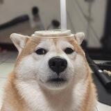 Soda Inu