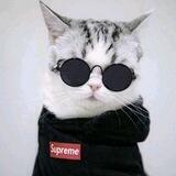 COOL CATS
