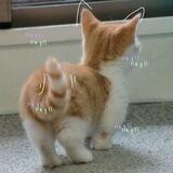 Meow