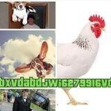 bxvdabdjwi6273916vd Portal