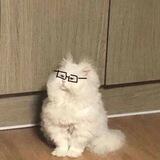 telegram全能搜索王