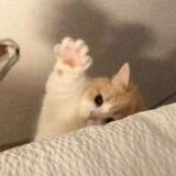 🐈🥛
