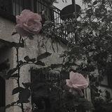 ʙɪsᴏᴜs[ анкеты ]