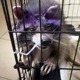 ДушаЕнота Chat