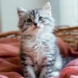 Our_animals_help