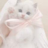 ﹫kittieo! ♥︎