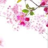 🌸樱花色🌸传媒