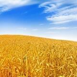 Земное и Небесное🕊🐠🌾🍞☁️🥕🥬🎼🔑🧭⚓️