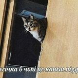 Пересічка в Чопі | #ФіноУкрТг