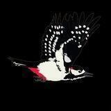 woodpecker-coin官方群🇨🇳