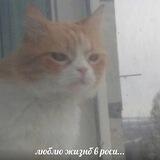 blog muhi