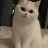 💕 Чатик 💕 вп оп вз 💕