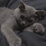 电销-猫太