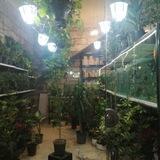 گلسرای یسنا