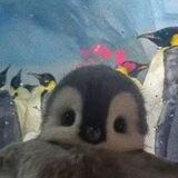 菱