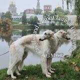 Borzoi Meme Channel Federation | GMCF
