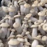 Psychedelic healing and microdosing
